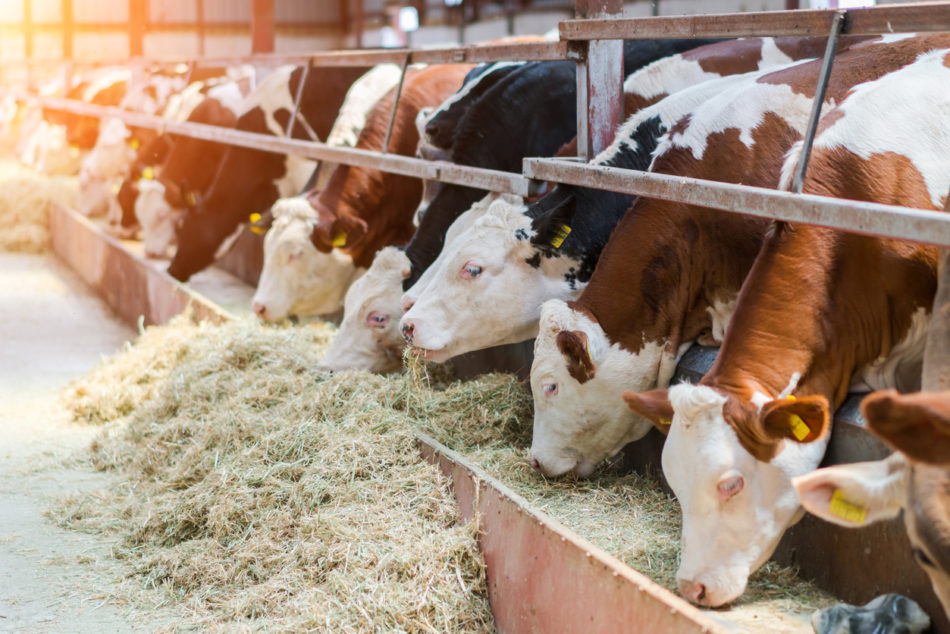 Dairy cows feeding in a free livestock stall