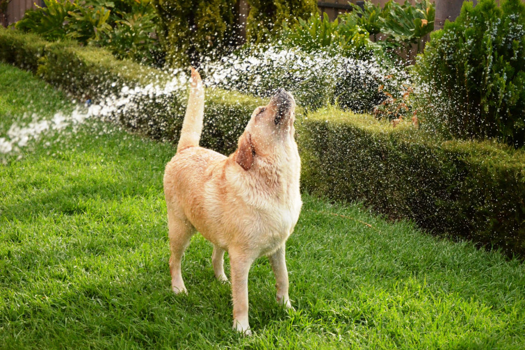 A happy Labrador Retriever playing in the sprinkler