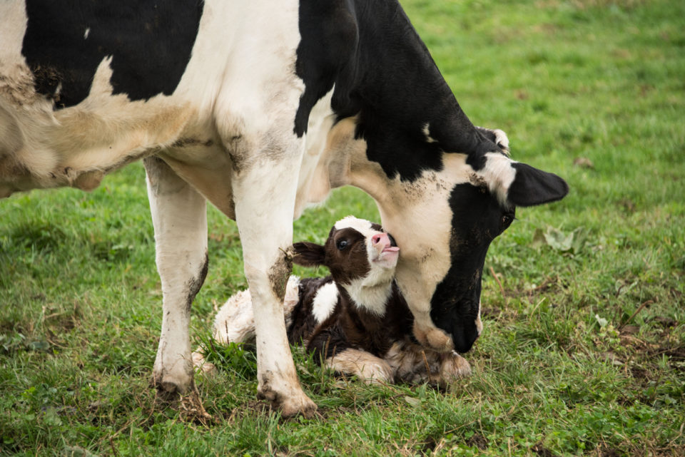 Baby calf with mother